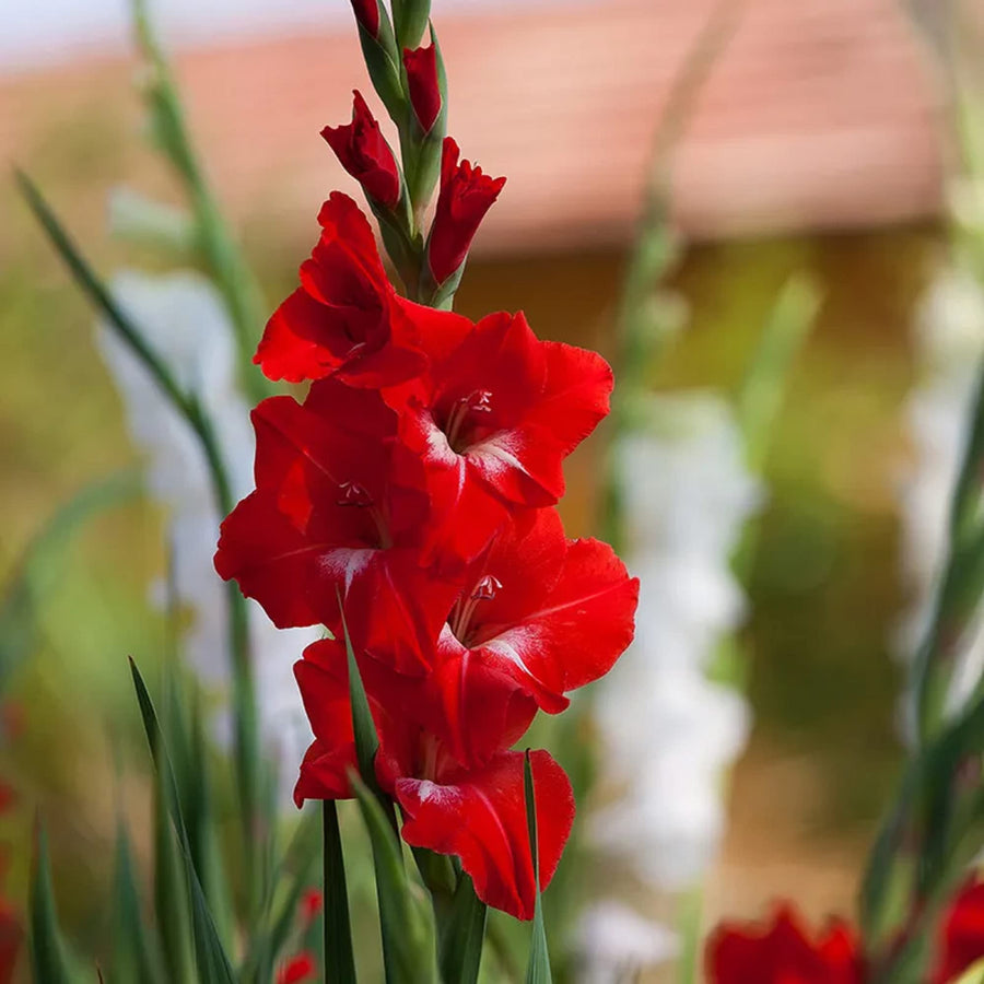 Vibrant Red Gladiolus Seeds