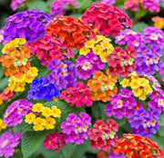 Wildflower Mix Lantana Seeds