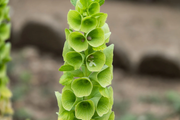 Bells of Ireland Seeds, Flower Planr