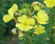 Lamarckiana Evening Primrose Seeds