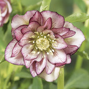 Lenten Rose Seeds