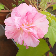 Double Rose Hibiscus Mutabilis Seeds