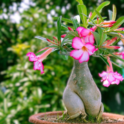 Adenium Obesum Desert Rose Seeds