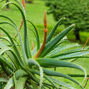 Succulent Plant Aloe Vera Seeds