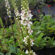 Wedding Candles Verbascum Chaixii Seeds