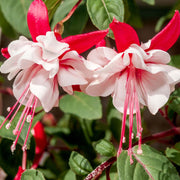 Red White Fuchsia Seeds