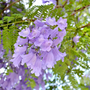 Blue Jacaranda Seeds, Jacaranda mimosifolia