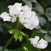 White Geranium Seeds