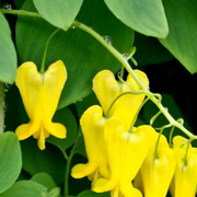 Yellow Seeds, Dicentra spectabilis