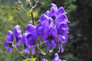 Mad Dog Skullcap Seeds