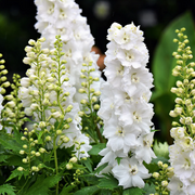 White King Larkspur Seeds