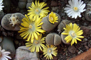 Living Stones Succulent Lithops Seeds