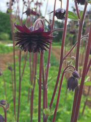 Black Barlow Columbine Seeds