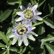 Flowering Vine Passion Seeds