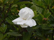 Jasminoides Gardenia Seeds