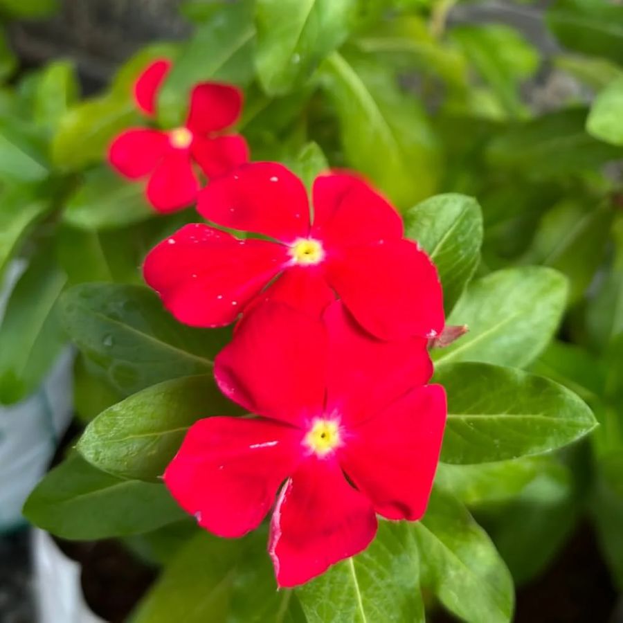 Red Madagascar Periwinkle Seeds
