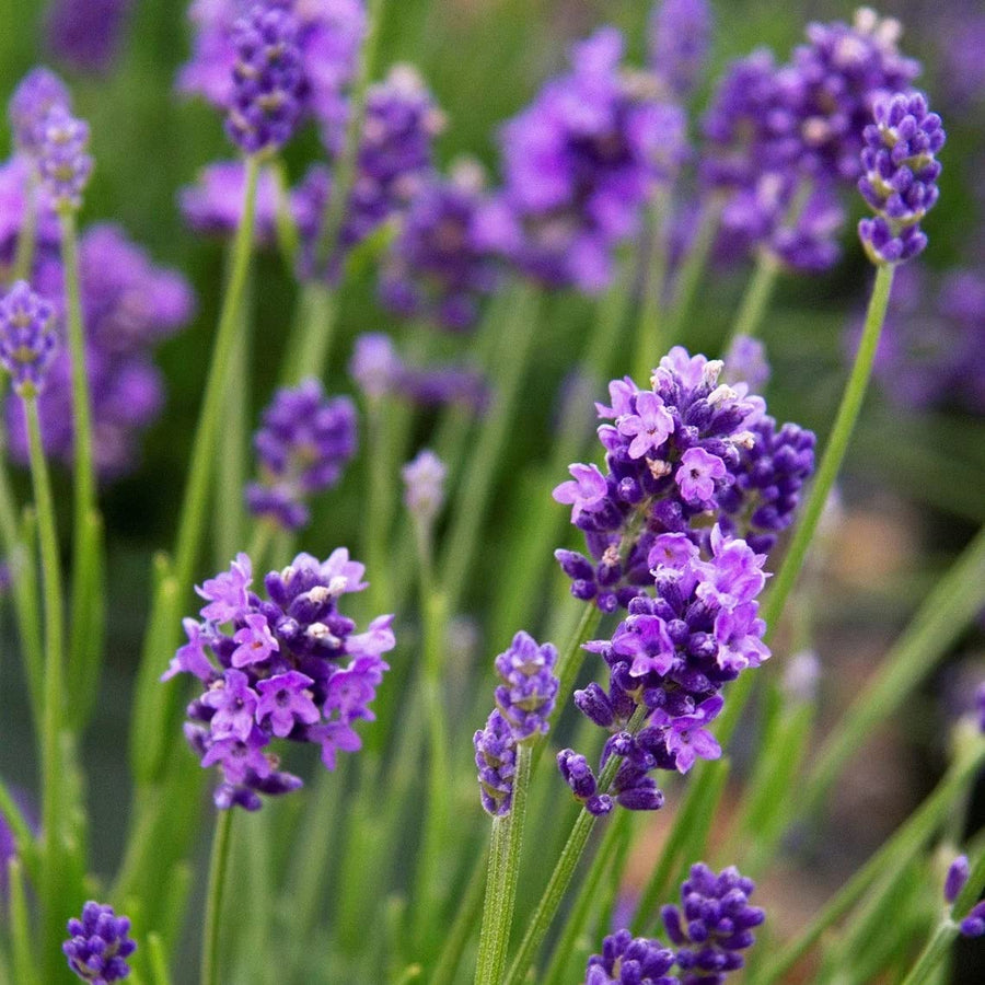 Lavandula Angustifolia Lavender Seeds