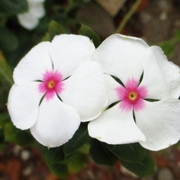 Bright Eyes Periwinkle Seeds