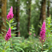 Hardy Pink Spiraea Douglasii Seeds