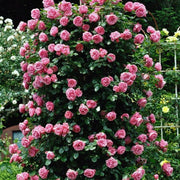 Pink Climbing Rose Vine Seeds