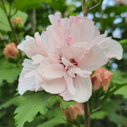 Light Pink Double Rose of Sharon Seeds