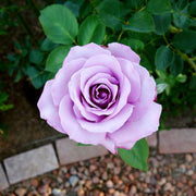 Sterling Silver Rose Seeds