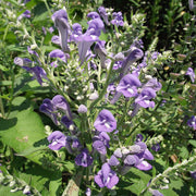 Blue Skullcap Scutellaria Incana Seeds