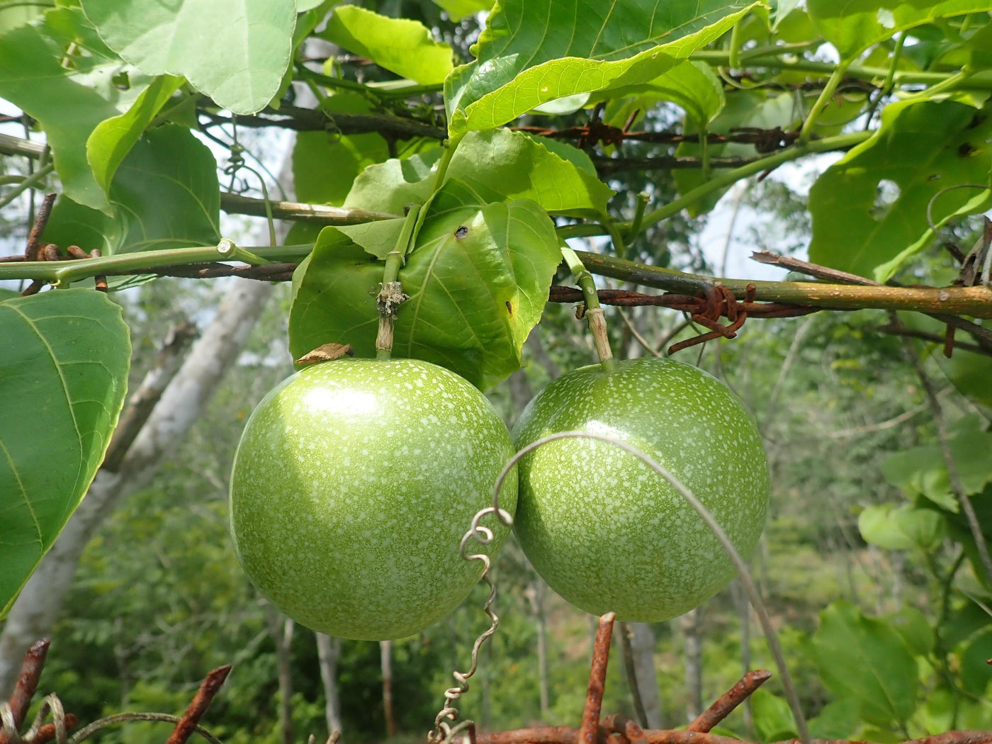 Passiflora Edulis Seeds