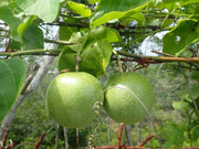 Passiflora Edulis Seeds
