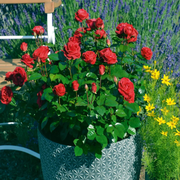 Hardy Japanese Rose Seeds