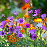 Long Everlasting Seeds