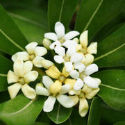 Tobira Pittosporum Seeds