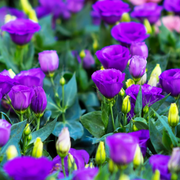 Purple Lisianthus Seeds