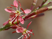 Beeblossom Seeds
