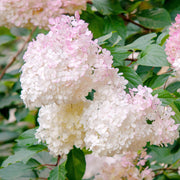 Strawberry Hydrangea Seeds