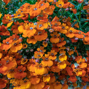 Orange Nemesia Seeds