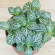 Albivenis Fittonia Seeds