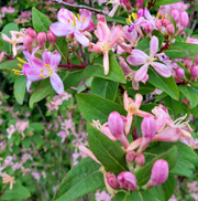 Tatarian Honeysuckle Seeds