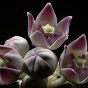 Giant Milkweed Calotropis Gigantea Seeds, Harbal
