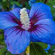 Blue Hibiscus Seeds