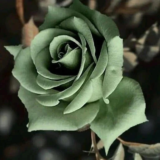 Army Green Rosa spp. Seeds