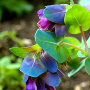 Blue Shrimp Cerinthe Seeds
