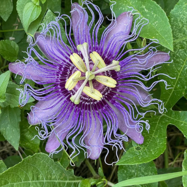 Purple Passionflower Seeds