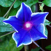 Japanese Morning Glory Seeds