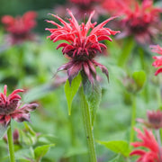 Scarlet Beebalm Seeds