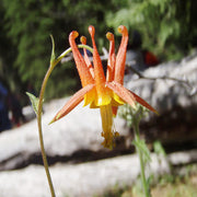 Double Orange Yellow Columbine Seeds