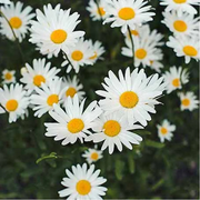 German Chamomile Chamomile Seeds