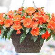 Impatiens Seeds