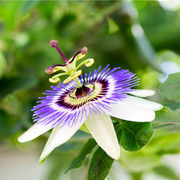 Mixed Passion Passiflora Seeds
