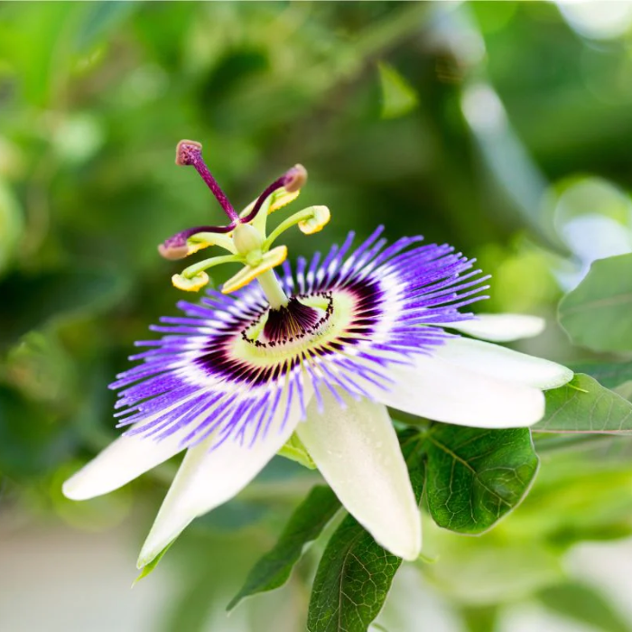 Mixed Passion Passiflora Seeds